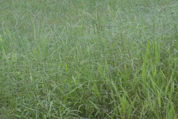 Εικόνα Του Χόρτου Αγριόχορτου Paspalum Notatum — Φωτογραφία Αρχείου