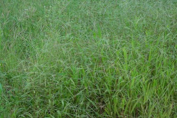 Image Herbe Sauvage Paspalum Notatum Weed — Photo