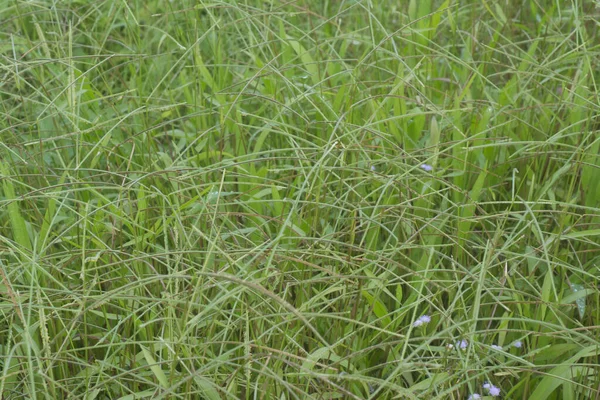 Image Wild Paspalum Notatum Weed Grasses — Stock Photo, Image