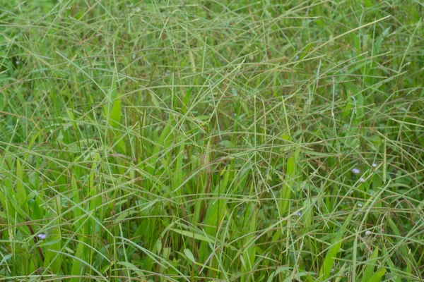 Imagem Erva Daninha Paspalum Notatum Selvagem — Fotografia de Stock