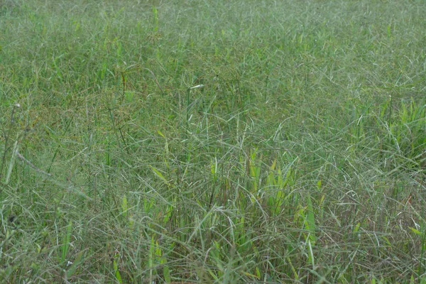 Vadon Élő Paspalum Notatum Füvek Képe — Stock Fotó