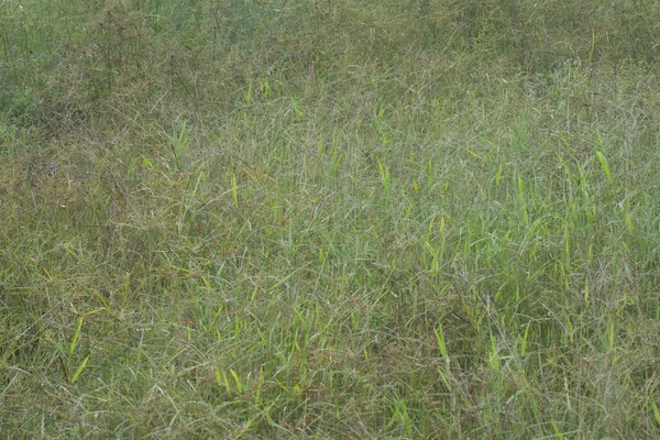 野生のナトリウム雑草草の画像です — ストック写真