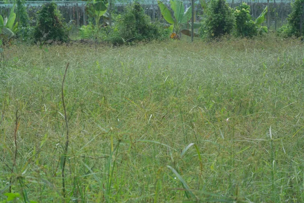 Vahşi Paspalyum Notatum Otlarının Görüntüsü — Stok fotoğraf