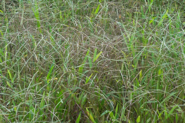 Image Wild Paspalum Notatum Weed Grasses — Stock Photo, Image