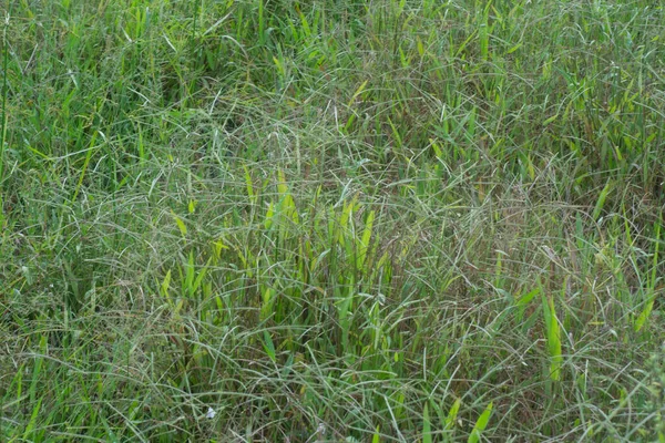 Wizerunek Dzikiego Paspalum Notatum Traw Chwastowych — Zdjęcie stockowe