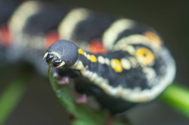 Thetra Oldenlandiae Şahin Güvesi Tırtılının yakın çekimi.