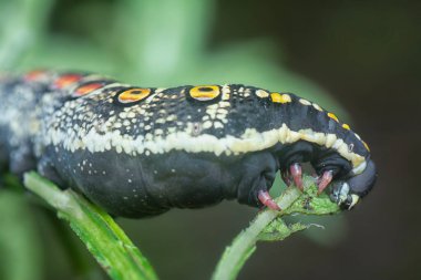 Thetra Oldenlandiae Şahin Güvesi Tırtılının yakın çekimi.
