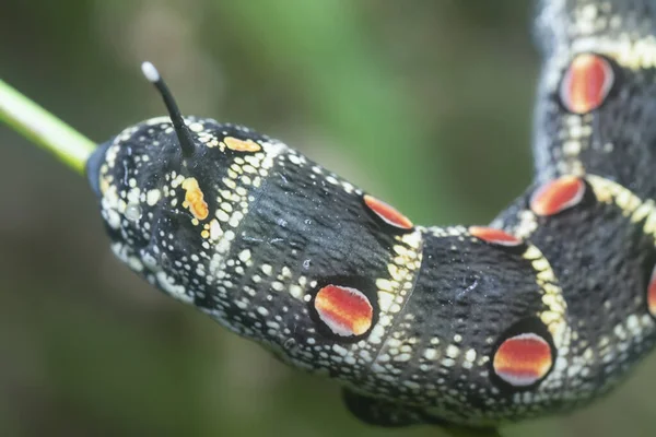 Closeup Theretra Oldenlandiae Hawkmoth Caterpillar — Stock Photo, Image