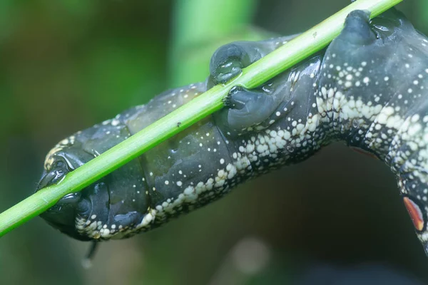 Closeup Theretra Oldenlandiae Hawkmoth Caterpillar — Stock Photo, Image