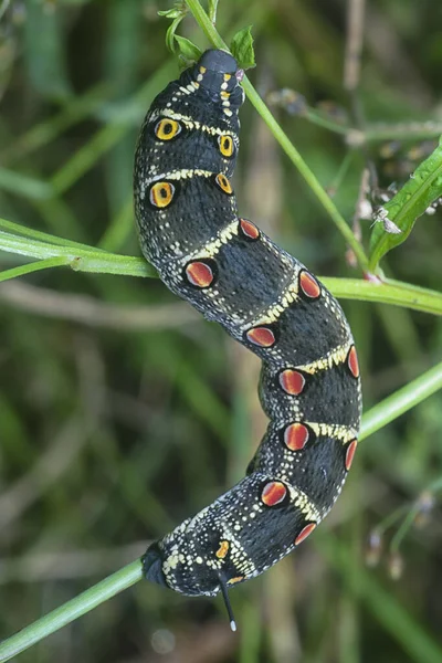 Closeup Της Theretra Oldenlandiae Hawkmoth Κάμπια — Φωτογραφία Αρχείου