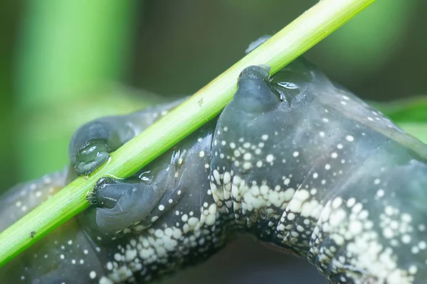 Detailní Záběr Theretra Oldenlandiae Hawkmoth Housenka — Stock fotografie