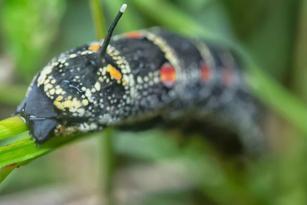 Detailní Záběr Theretra Oldenlandiae Hawkmoth Housenka — Stock fotografie