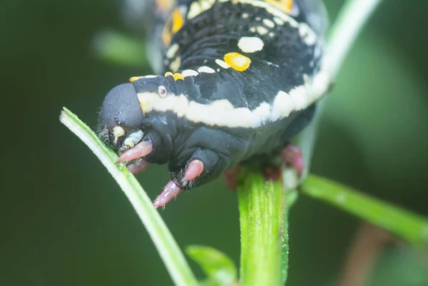 Detailní Záběr Theretra Oldenlandiae Hawkmoth Housenka — Stock fotografie