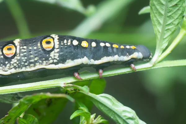 Detailní Záběr Theretra Oldenlandiae Hawkmoth Housenka — Stock fotografie