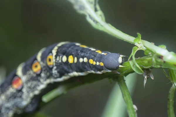 Detailní Záběr Theretra Oldenlandiae Hawkmoth Housenka — Stock fotografie