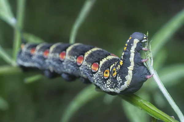 Detailní Záběr Theretra Oldenlandiae Hawkmoth Housenka — Stock fotografie