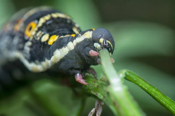 Primer Plano Oruga Del Halcón Theretra Oldenlandiae — Foto de Stock