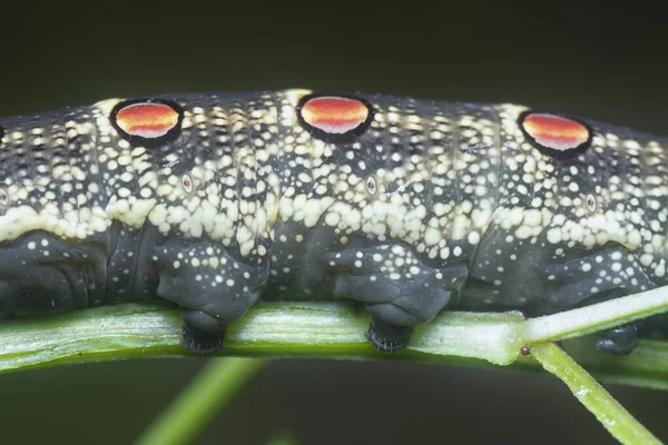 Primo Piano Del Bruco Teretra Oldenlandiae Hawkmoth — Foto Stock