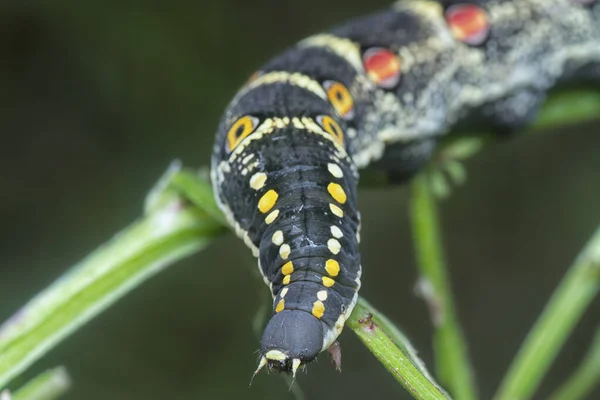 Detailní Záběr Theretra Oldenlandiae Hawkmoth Housenka — Stock fotografie