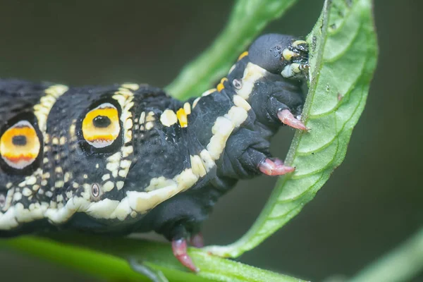 Primer Plano Oruga Del Halcón Theretra Oldenlandiae — Foto de Stock