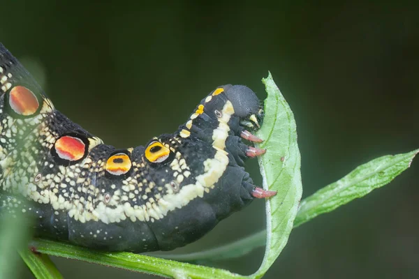 Detailní Záběr Theretra Oldenlandiae Hawkmoth Housenka — Stock fotografie