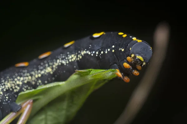 Primo Piano Del Bruco Teretra Oldenlandiae Hawkmoth — Foto Stock