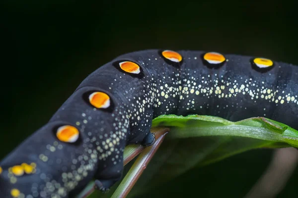 Nahaufnahme Der Theretra Oldenlandiae Falterraupe — Stockfoto