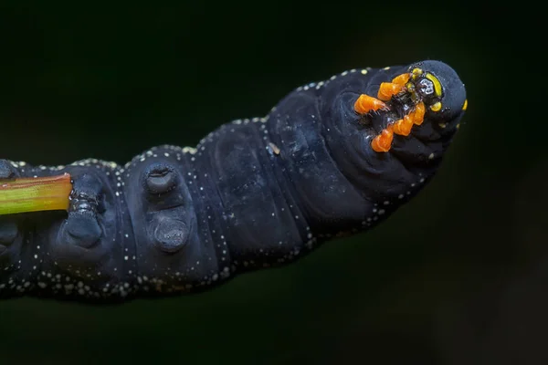 Closeup Theretra Oldenlandiae Hawkmoth Caterpillar — Stock Photo, Image
