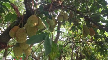 Ağacın gövdesinde filizlenen Artocarpus tamsayı meyveleri.