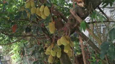 Ağacın gövdesinde filizlenen Artocarpus tamsayı meyveleri.
