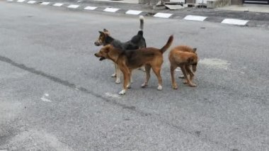 Sokak köpeklerinin sokaktaki faaliyetlerinin görüntüleri..