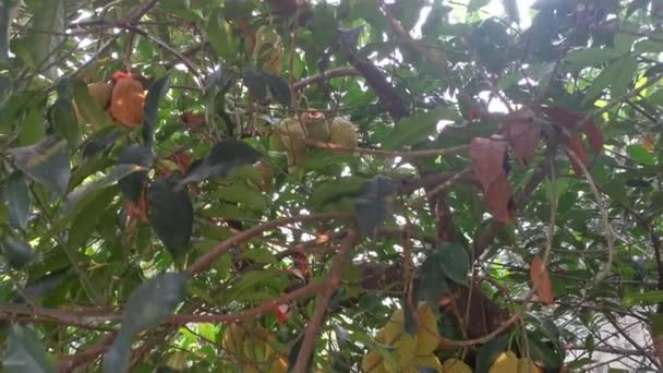 Цілі Плоди Artocarpus Проростають Стовбура Дерева — стокове відео