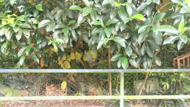Artocarpus Frutos Inteiros Brotando Tronco Árvore — Vídeo de Stock