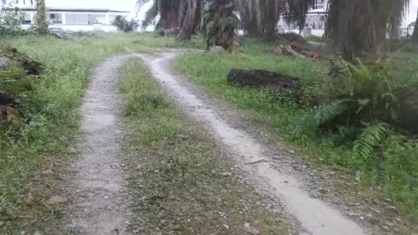 Framåt Rörelse Promenad Plantagebanan — Stockvideo