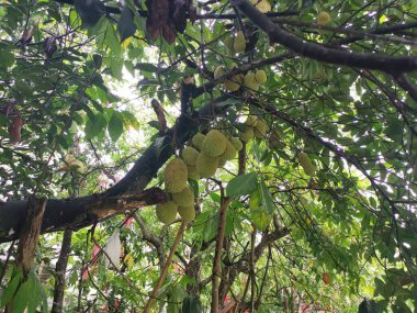 Ağacın gövdesinde filizlenen Artocarpus tamsayı meyveleri.