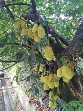 Ağacın gövdesinde filizlenen Artocarpus tamsayı meyveleri.