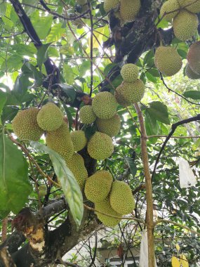Ağacın gövdesinde filizlenen Artocarpus tamsayı meyveleri.