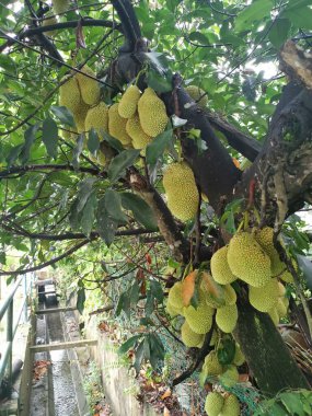 Ağacın gövdesinde filizlenen Artocarpus tamsayı meyveleri.