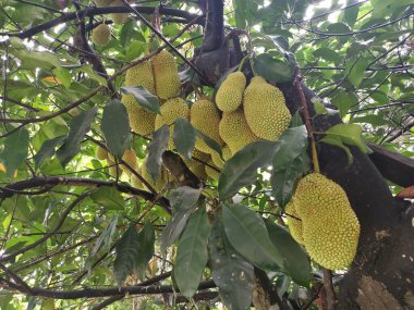 Ağacın gövdesinde filizlenen Artocarpus tamsayı meyveleri.