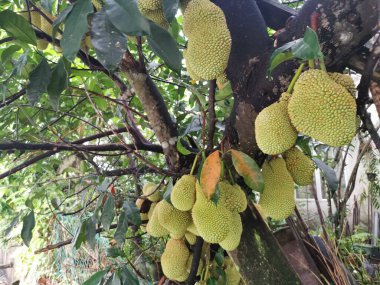 Ağacın gövdesinde filizlenen Artocarpus tamsayı meyveleri.