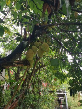 Ağacın gövdesinde filizlenen Artocarpus tamsayı meyveleri.