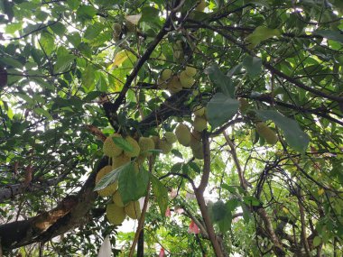 Ağacın gövdesinde filizlenen Artocarpus tamsayı meyveleri.