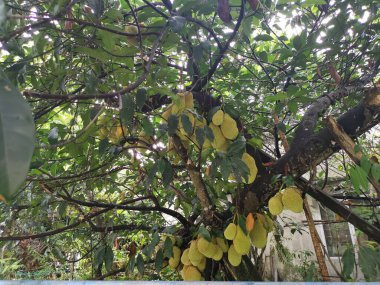 Ağacın gövdesinde filizlenen Artocarpus tamsayı meyveleri.