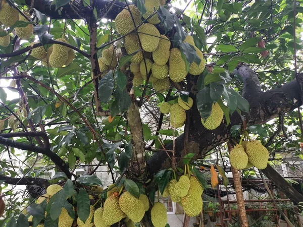 Frutos Enteros Artocarpus Que Brotan Del Tronco Del Árbol —  Fotos de Stock