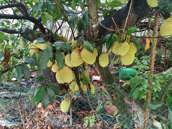 Frutti Interi Artocarpus Che Spuntano Dal Tronco Dell Albero — Foto Stock
