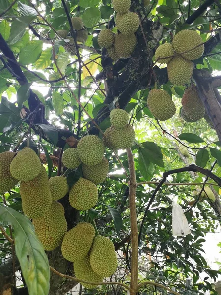 Artocarpus Integer Fruits Germant Tronc Arbre — Photo