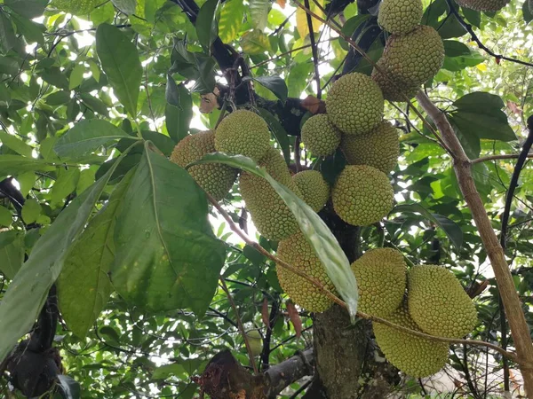 Owoce Liczbowe Artocarpus Wyrastające Pnia Drzewa — Zdjęcie stockowe