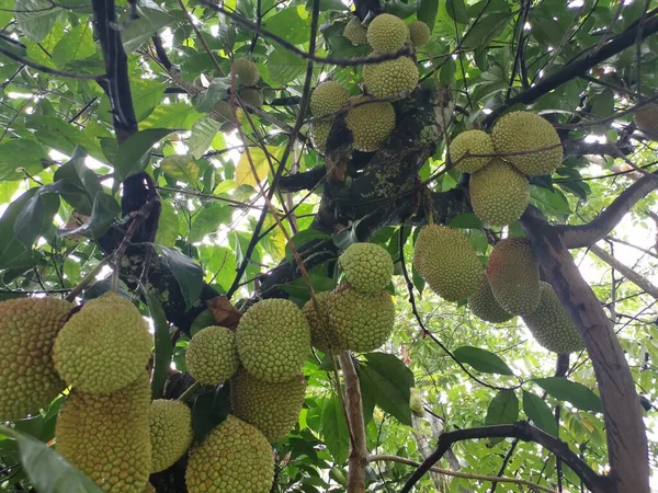 Frutti Interi Artocarpus Che Spuntano Dal Tronco Dell Albero — Foto Stock