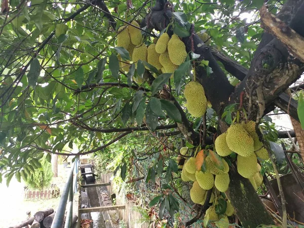 Ağacın gövdesinde filizlenen Artocarpus tamsayı meyveleri.