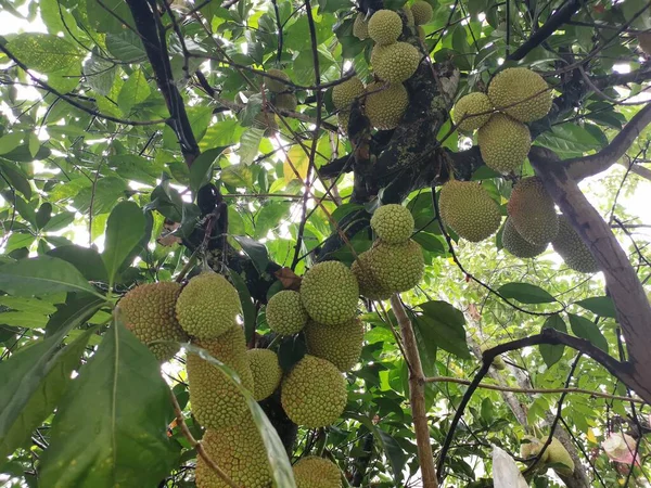 Frutti Interi Artocarpus Che Spuntano Dal Tronco Dell Albero — Foto Stock